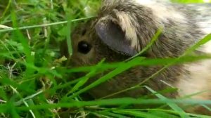 Как гулять с морской свинкой