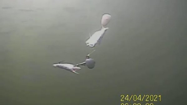 SUNP0141 Верховка - мелкая рыбка .