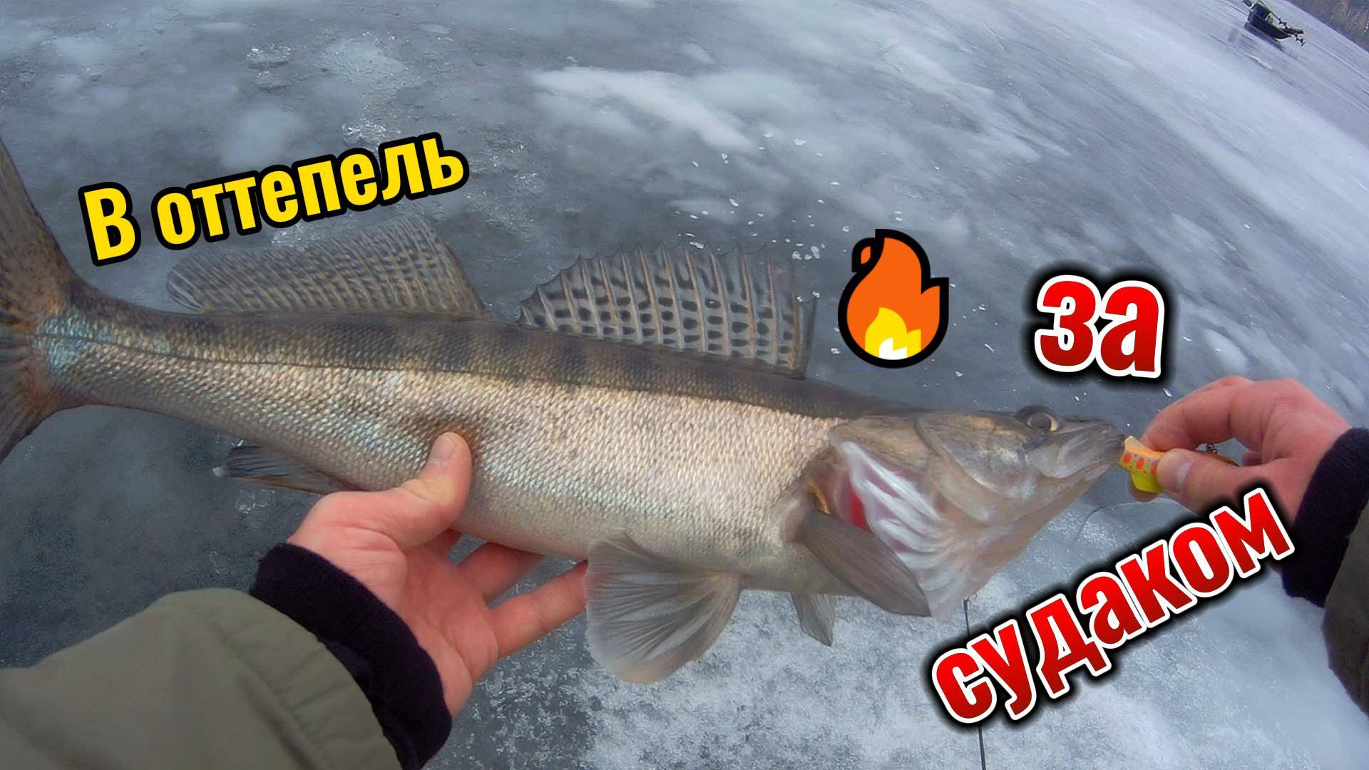Ловля судака зимой на вибы (Саратовская область)