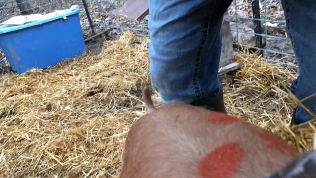 Pig Rectal Catheter смотреть онлайн