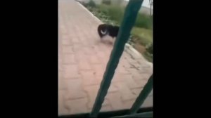 Собака орёт АААА оригинал
