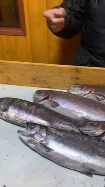 РК «Чайка» Вот такой улов нашего рыбака🎣Приманки работали разного вида.Благодарим за отзыв🤝 смотреть онлайн