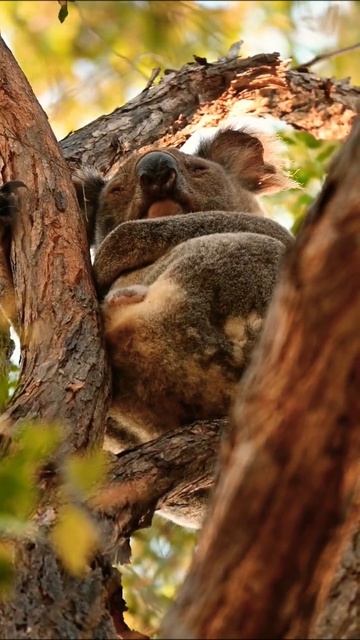 luckiest Koala sleeping in nature enjoying birds chirping 😍🌴💖#fun #viral #funny #nature #freefire смотреть онлайн