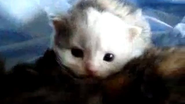 Siberian Kittens LitterG2009 2 смотреть онлайн