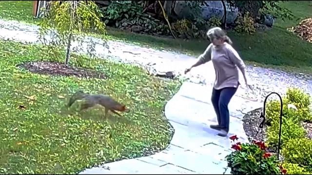 Бешенная Лиса Напала на Женщину