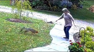 Бешенная Лиса Напала на Женщину