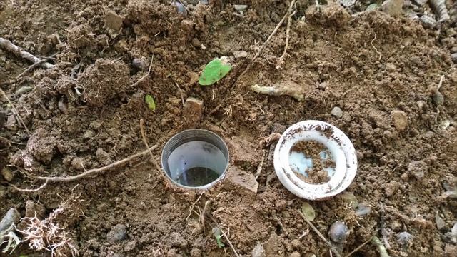 Surveillance et suivi des fourmis invasives смотреть онлайн