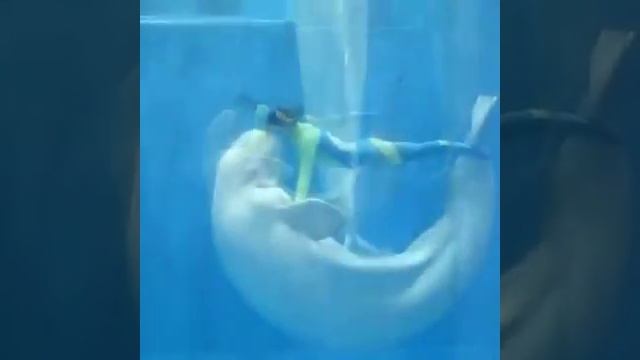 Amazing dolphin dance Show смотреть онлайн