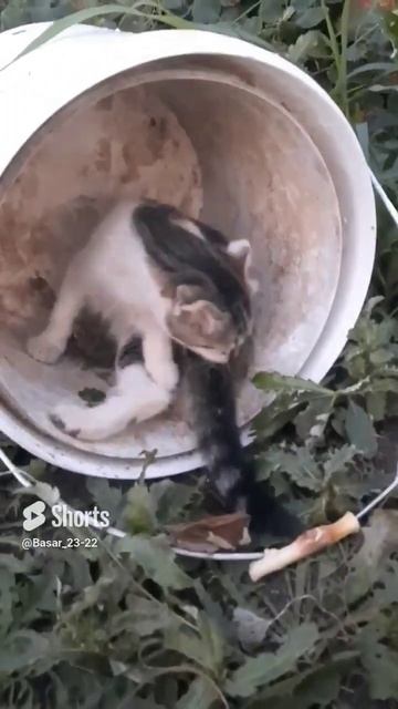 1 августа 2023 г.Пока мой дом - ведро!Ищу дом! смотреть онлайн