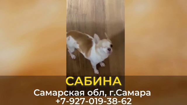 ДОМА! САБИНА. Самарская обл, г.Самара смотреть онлайн