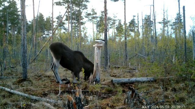ЛОСЬ НА СОЛОНЦЕ. CОЛОНЕЦ. ФОТОЛОВУШКА НА СОЛОНЦЕ.
