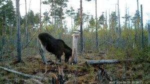 ЛОСЬ НА СОЛОНЦЕ. CОЛОНЕЦ. ФОТОЛОВУШКА НА СОЛОНЦЕ.