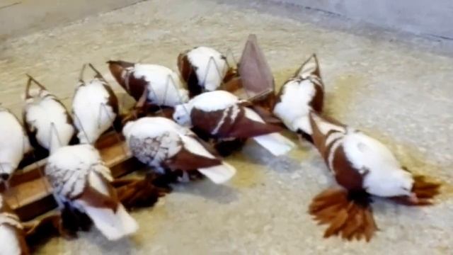 Czajki Saksońskie Czerwone, Sächsische Flügeltaube, Саксонские голубями чибис