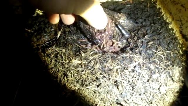 Eisenia andrei и банан смотреть онлайн