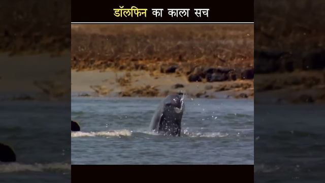 Dolphin कितना 🐬😱खतरनाक भी होता है देख लो |The dark side of dolphin - aviswasniya world #shorts смотреть онлайн