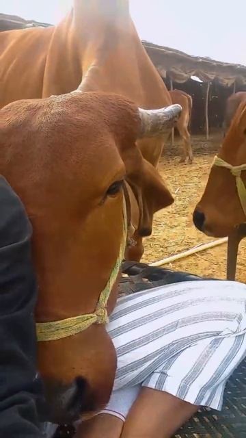 Happy Krishna Janmashtami ।। #Shorts ।। Shoonya Dairy Farm смотреть онлайн