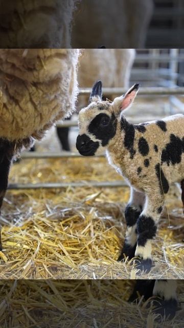 New Arrivals Born TODAY! #shorts #cannonhallfarm смотреть онлайн