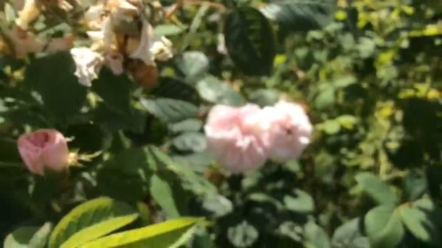 Hanneton vert et rosier cuisse de nymphe émue смотреть онлайн