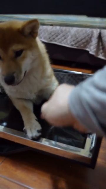 柴犬的饭太香了，吃的直打嗝，大狗却抗议没有胡萝卜，吃饭不积极，似乎在和主人抗议 смотреть онлайн