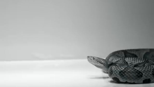 Missed strike in a copperhead, Agkistrodon contortrix смотреть онлайн