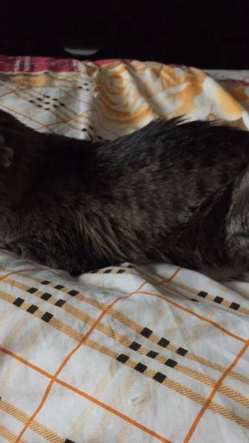 IMG 3330 смотреть онлайн