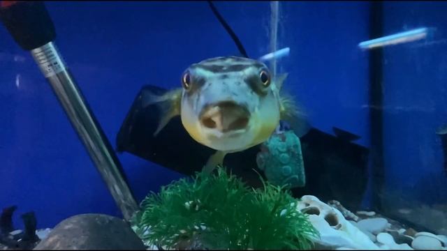 Выставка рыб в Кемерово 2024 смотреть онлайн