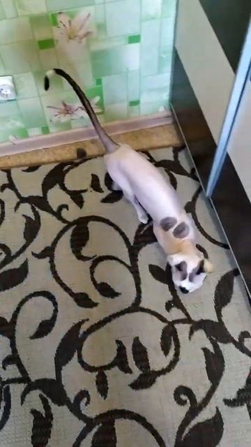 Лысый кот сфинкс Жульен дуркует смотреть онлайн