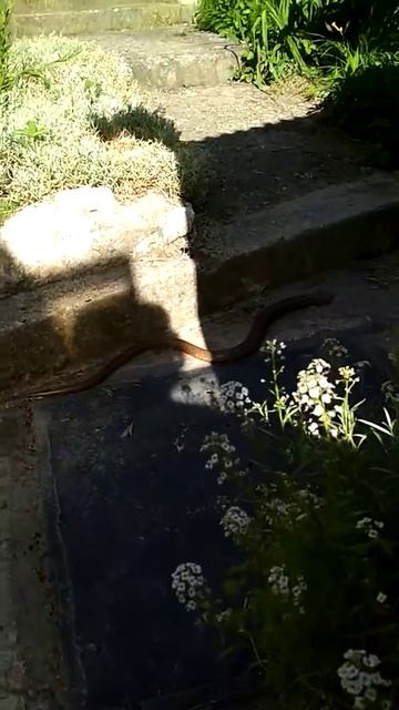 Веретеница смотреть онлайн