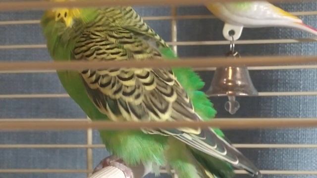 Попугай чиститься часть 2 смотреть онлайн