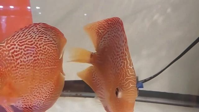 Super Eruption Discus Fry Attaching To Parents! смотреть онлайн