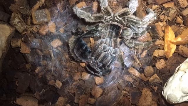 Grammostola rosea смотреть онлайн