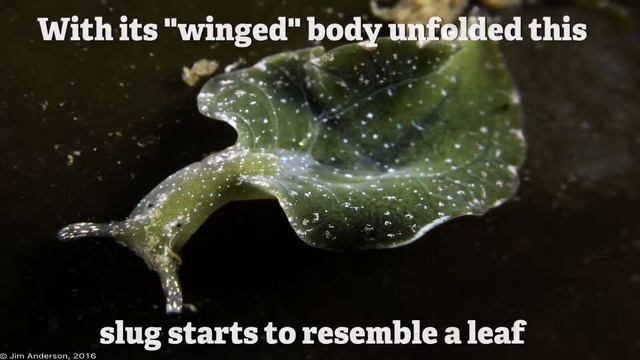 RSWT 2 The Solar Powered Sea Slug смотреть онлайн