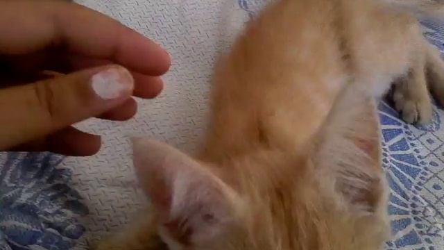 Мой котёнок в детстве смотреть онлайн