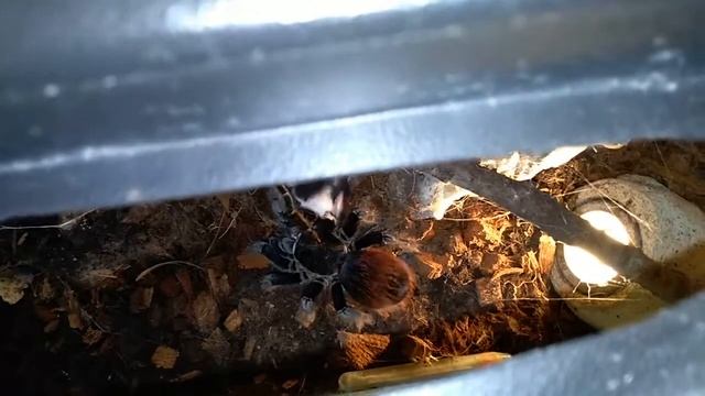 Brachypelma Vagans vs. Mouse смотреть онлайн