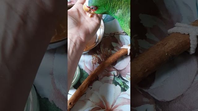 Любитель грецких смотреть онлайн