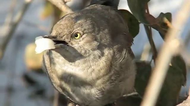 Birds of Kazakhstan. Sylvia nisoria merzbacheri. смотреть онлайн
