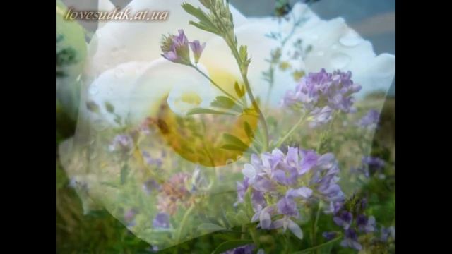 Эти прекрасные цветы_слайд-шоу смотреть онлайн