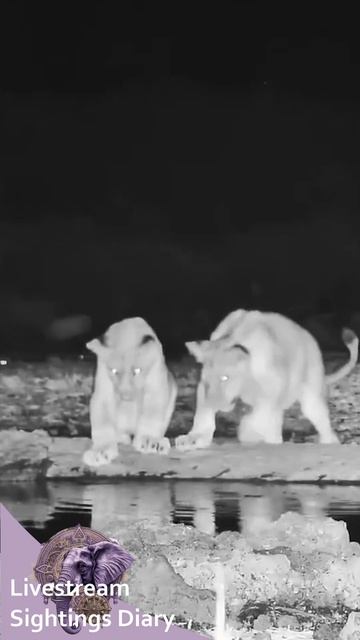 Lion cubs and the frog demon ;) | ol Donyo 30 March смотреть онлайн
