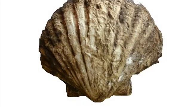 Preparazione pecten смотреть онлайн