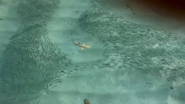 Sharks, Mantas and Rays смотреть онлайн