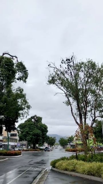 Cairns bat colony 🦇 смотреть онлайн