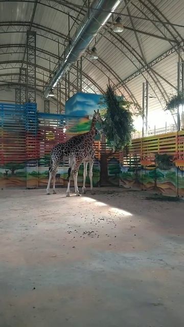 зоопарк Николаев 2020. новые жители. слоны и жирафы.(1) смотреть онлайн