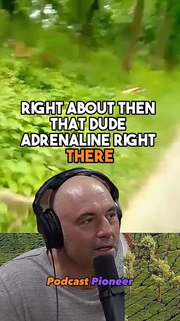 Joe Rogan Reacts to Chase of a Tiger on a Motorbike! 😱 #joerogan #tiger #bigcats #lion #india #jre смотреть онлайн