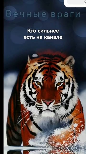 вечные враги🦁🐯 #реки #прикол #тигр #против смотреть онлайн