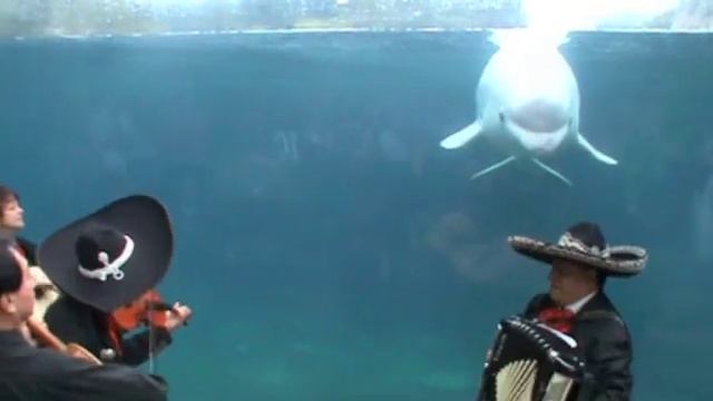 Mariachi Connecticut plays "El Jarabe Tapatío" for Juno the beluga whale смотреть онлайн