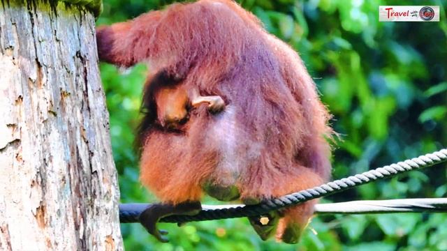 Feeding orangutans at Sepilok Orangutan Rehabilitation Centre, Borneo (Sabah EP 5) смотреть онлайн