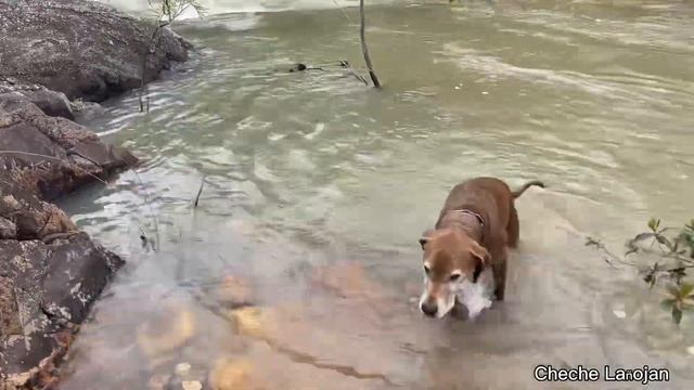 Why are we forced to cross flooded road/canine rescue//Cheche Lañojan смотреть онлайн