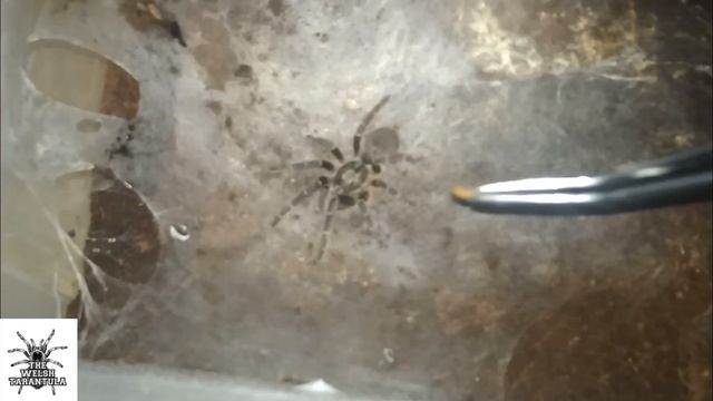 Tarantula Feeding Compilation смотреть онлайн