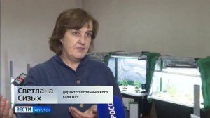 Родиола розовая из лаборатории — иркутские ученые выращивают лекарственные растения в гидропонных ус