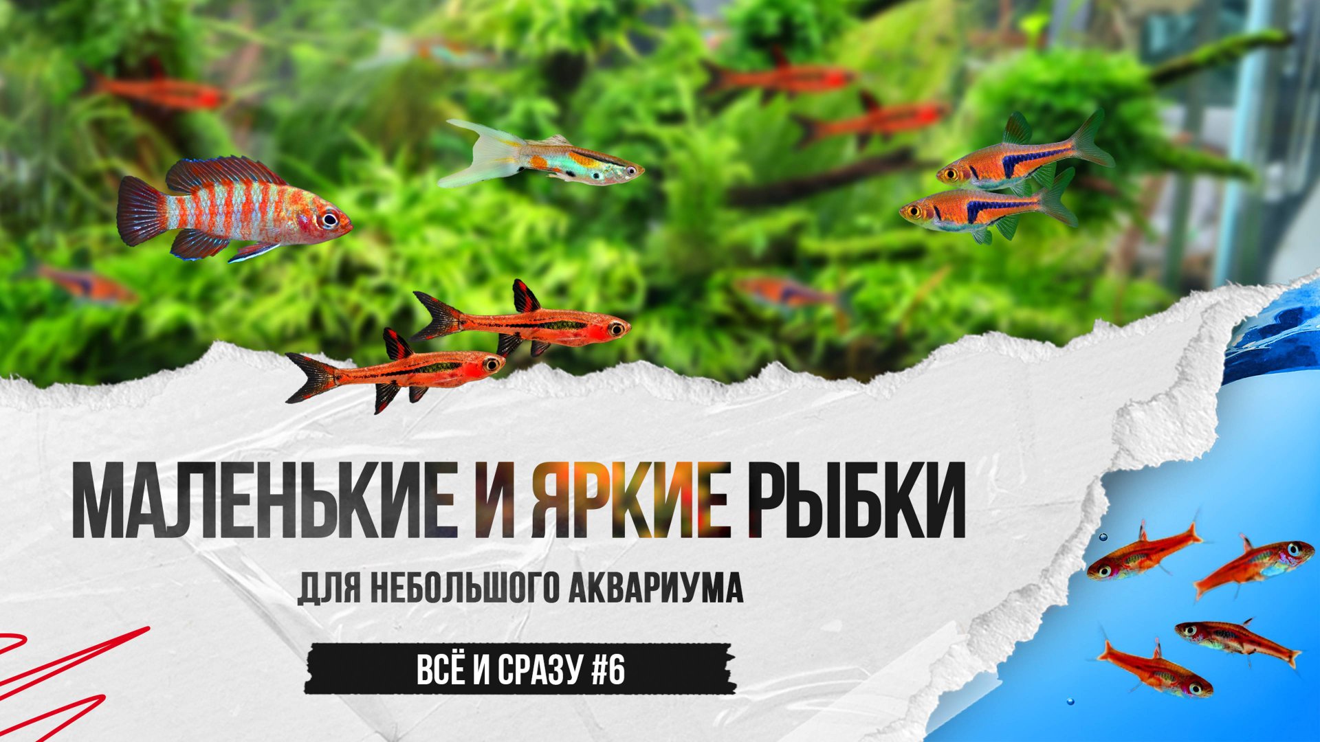 Маленькие и яркие аквариумные рыбки для небольшого аквариума смотреть онлайн